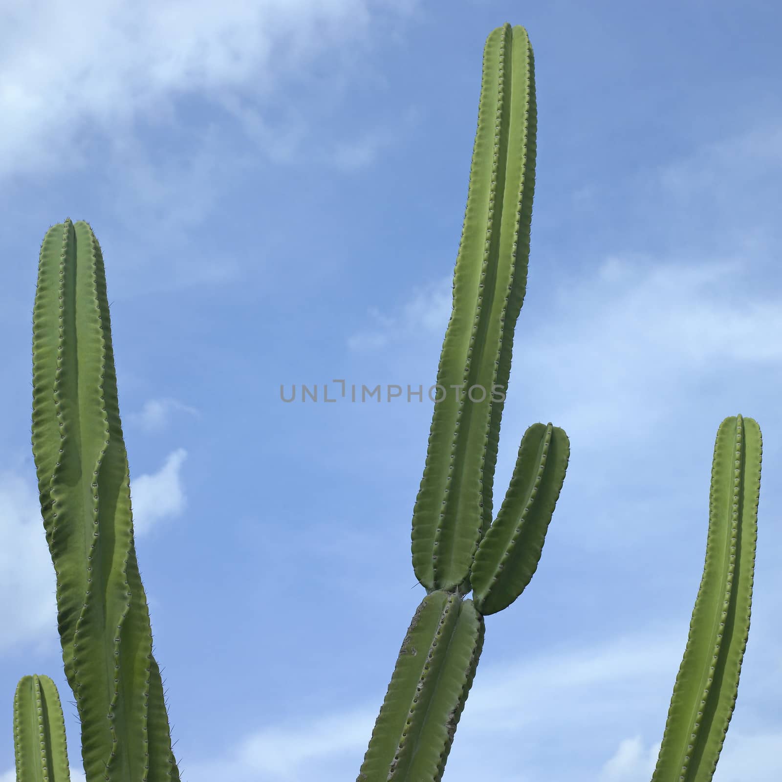 Large green cactus against the blue sky