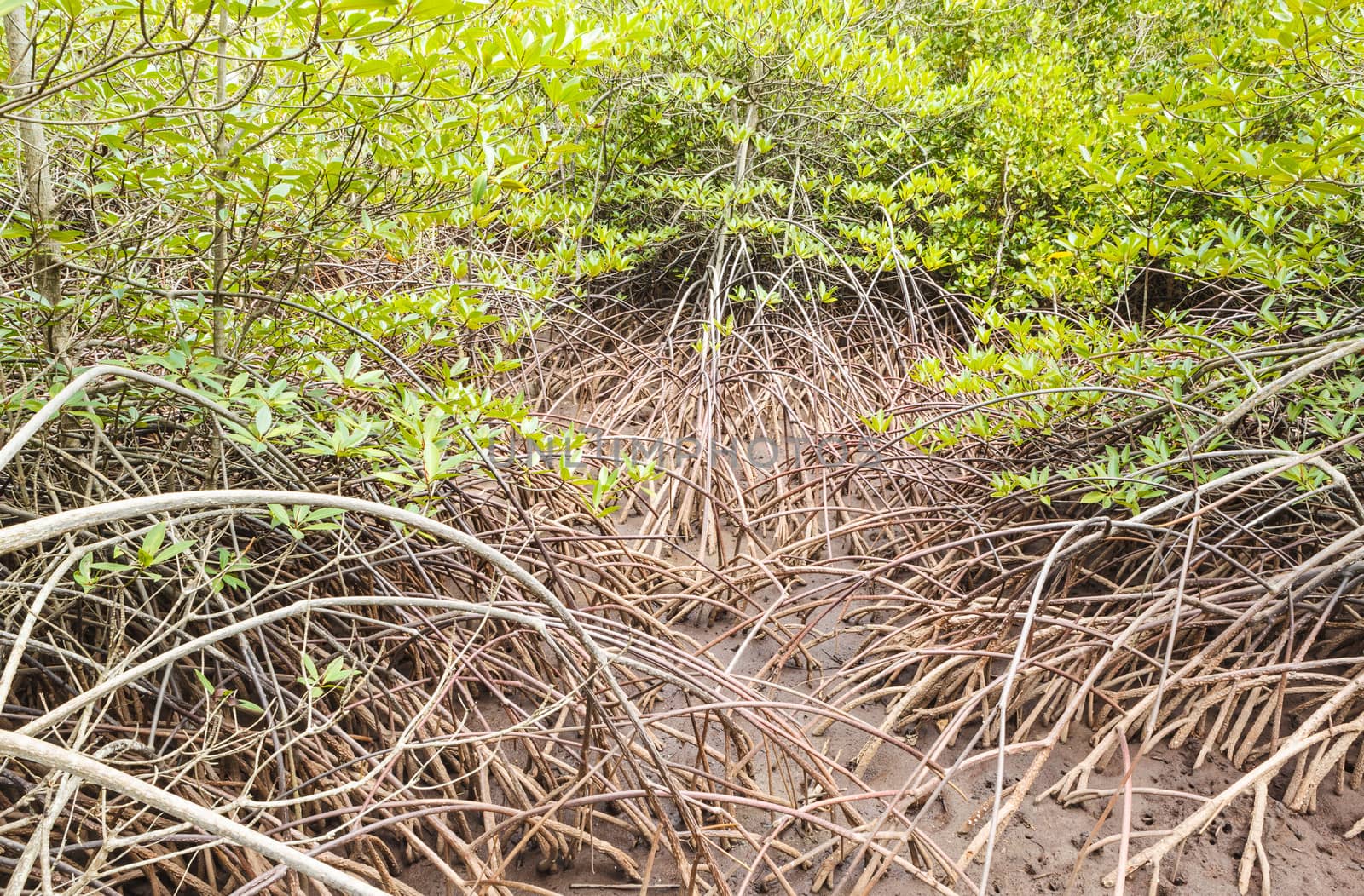 Mangrove Forest in Thailand