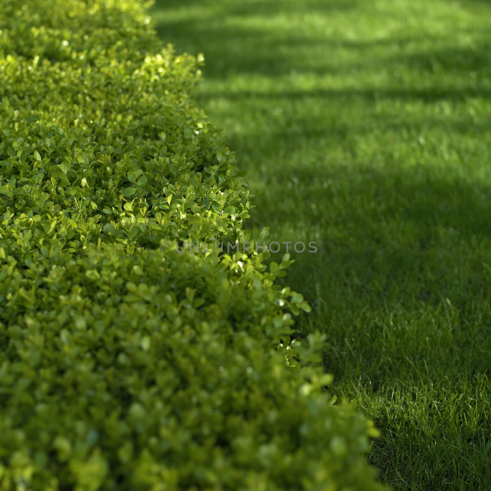 green hedge and grass close up