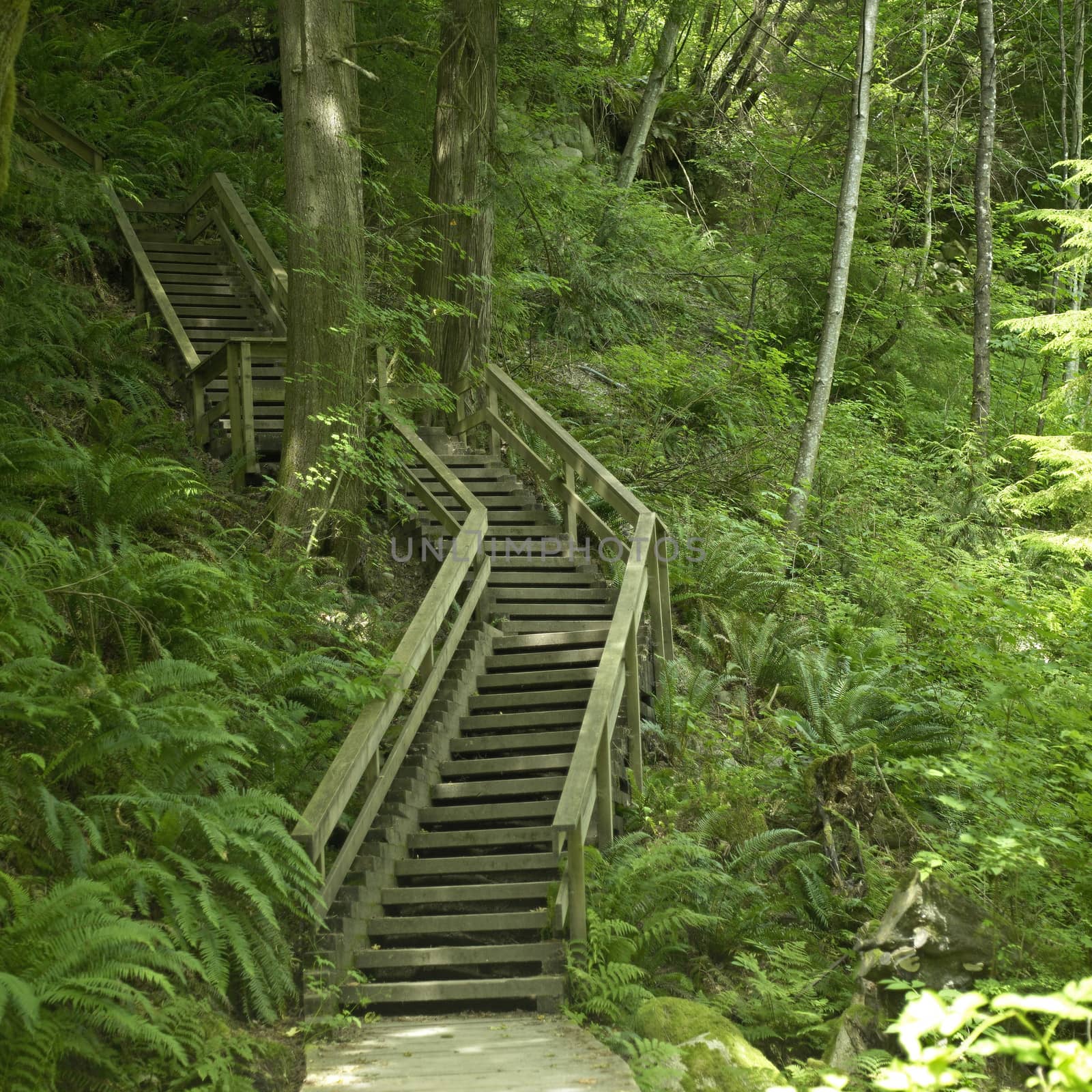 Large wooden stairs in the green forest
