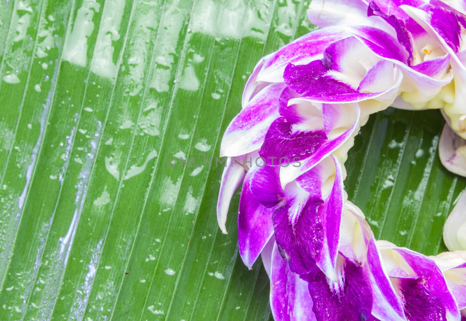 Orchid garland on a banana leaf