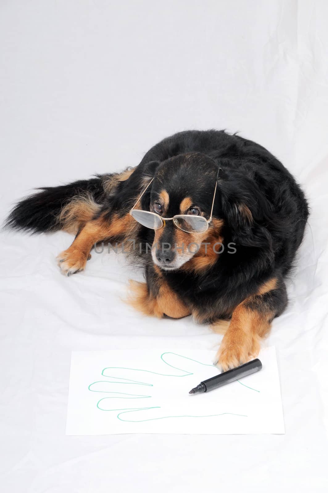 One Female Old Black Dog Drawing on a White Paper