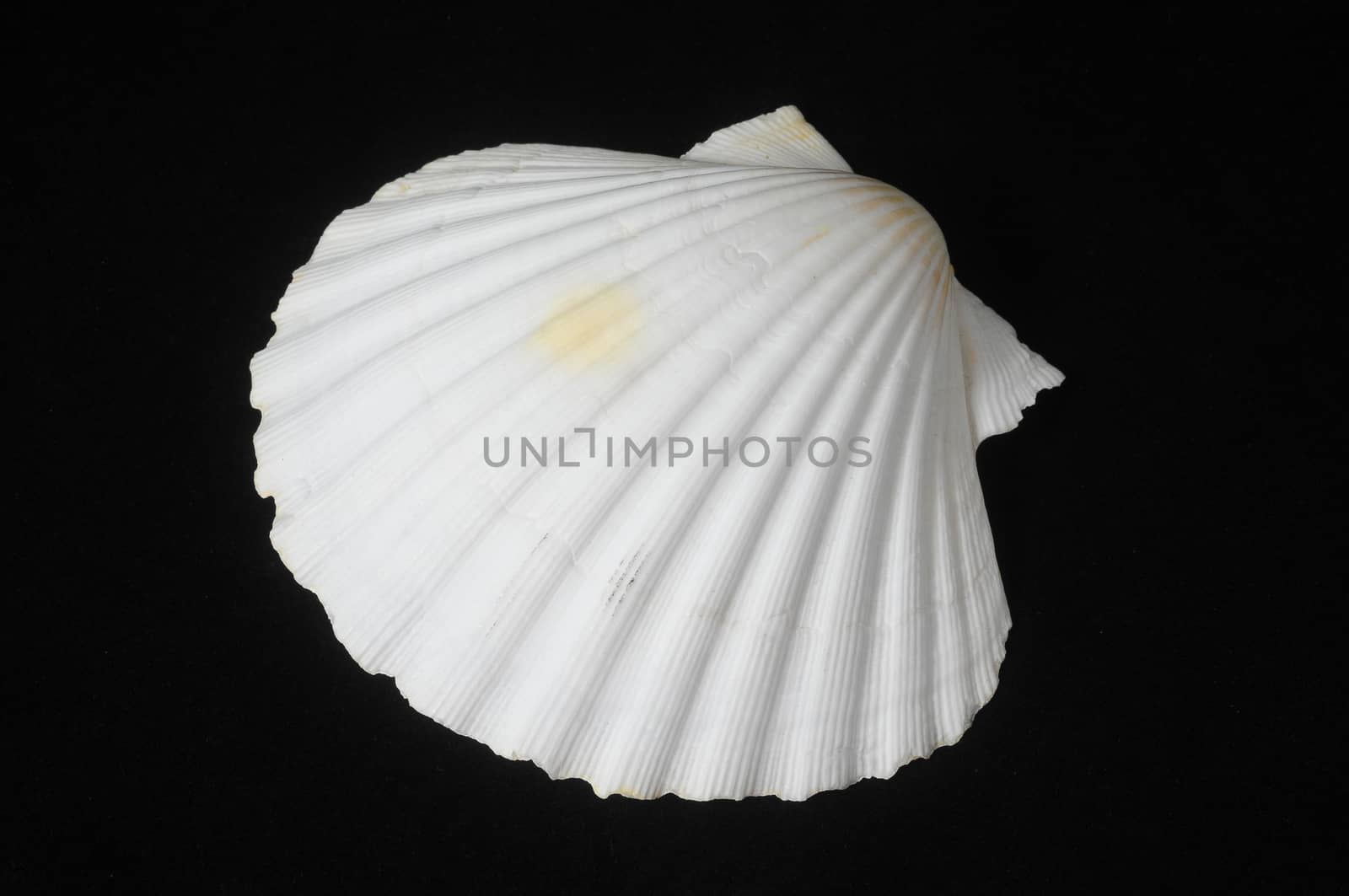 Textured Limestone Sea Shell on a Black Background