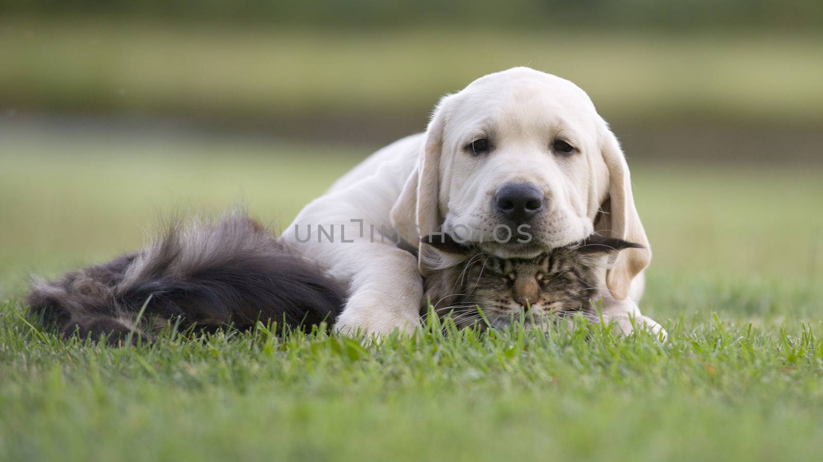 Puppy and tabby cat