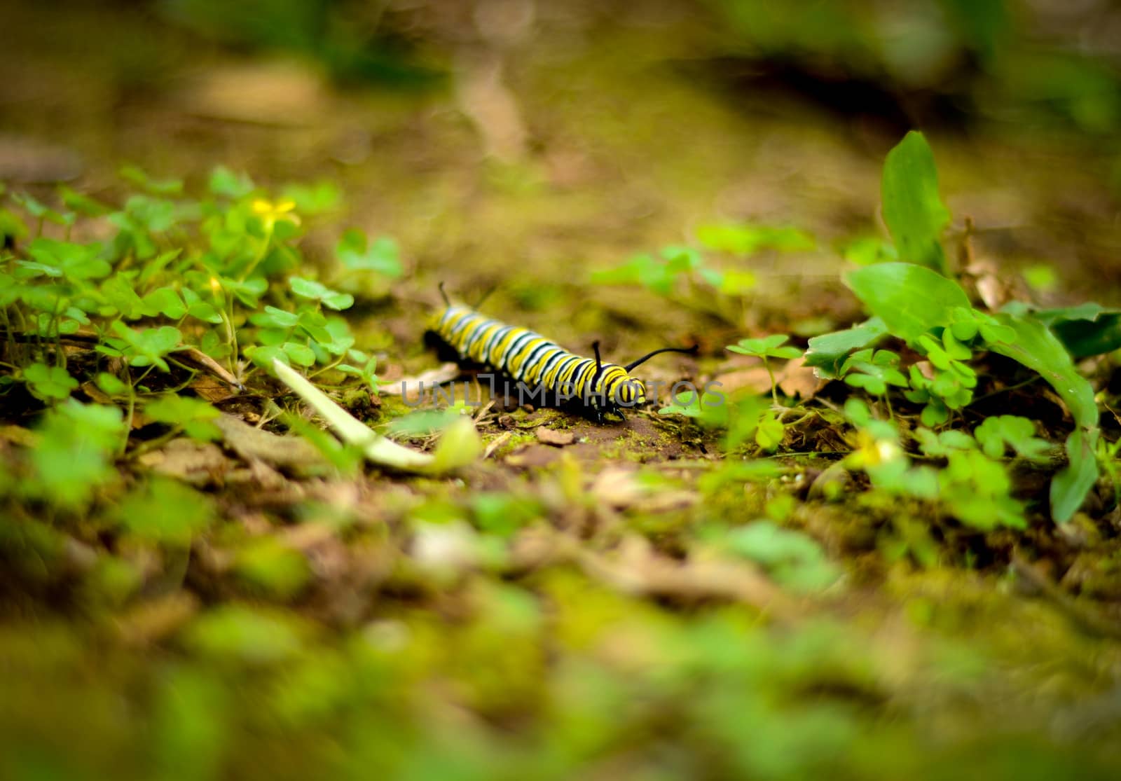 A Bright Yellow And Black Caterpiller On Jungle Floor (Shallow DoF)