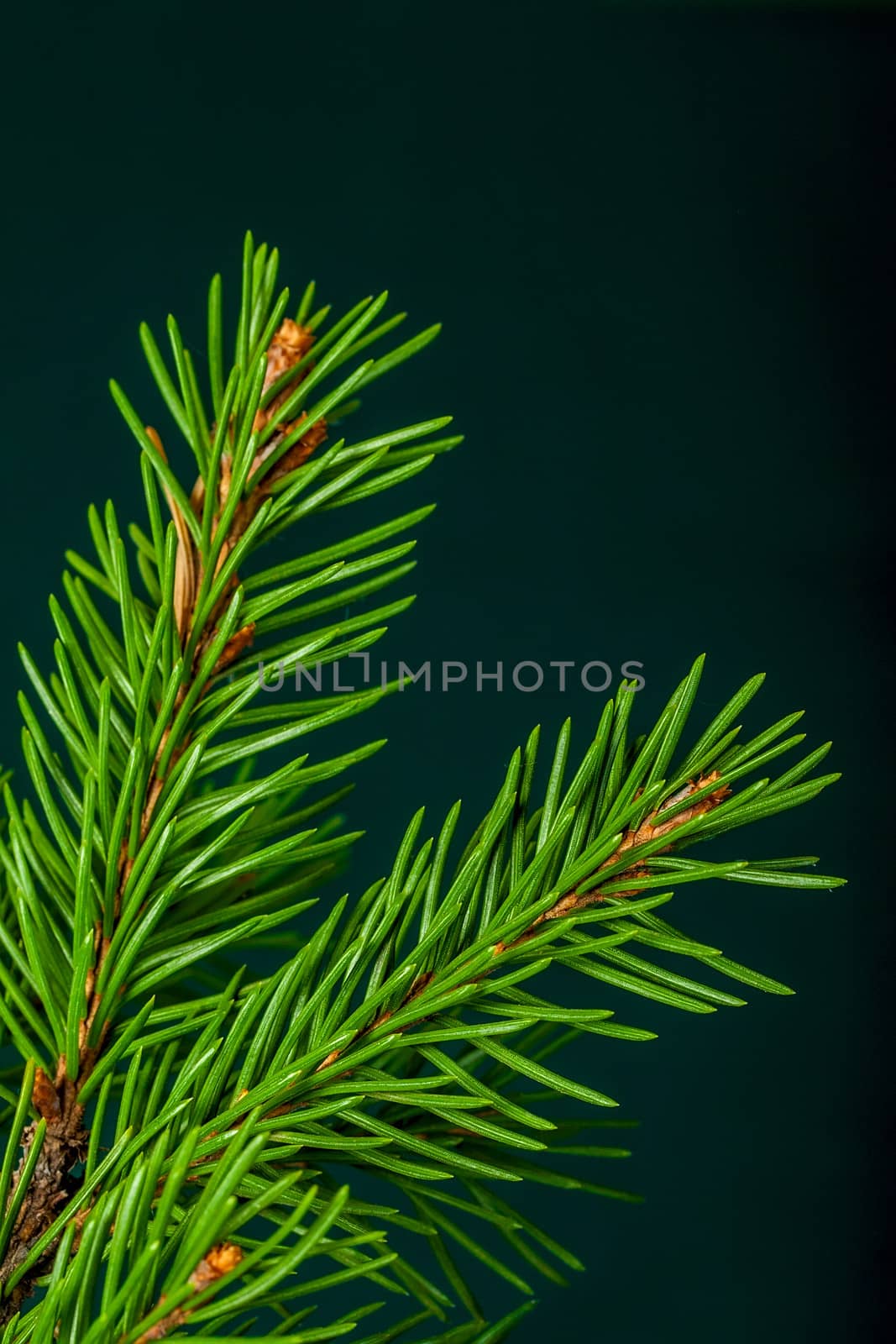 Christmas green spruce branch isolated on dark green background