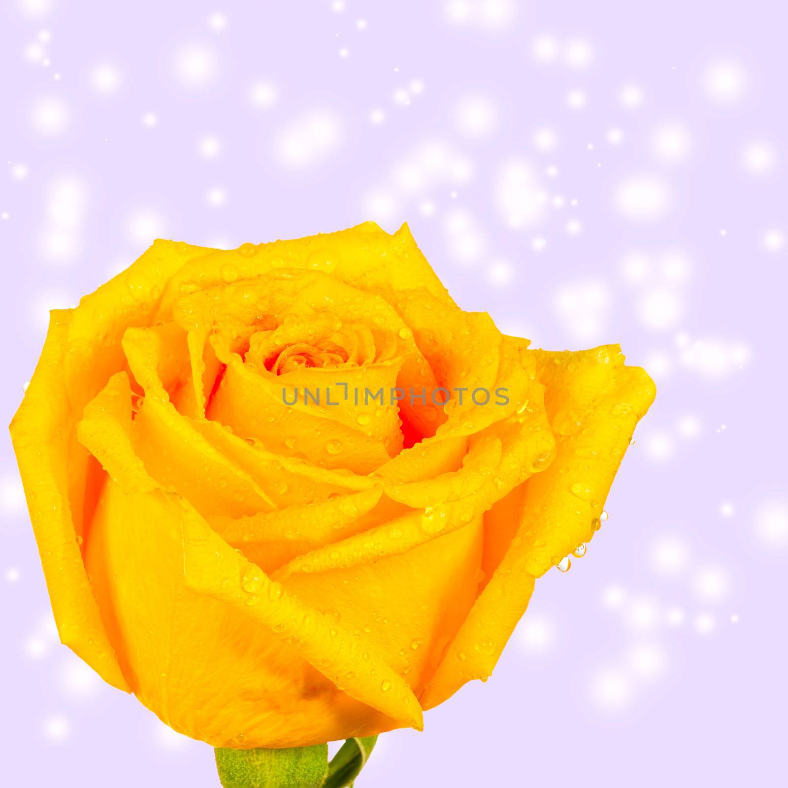yellow rose with water droplet on abstract bokeh background