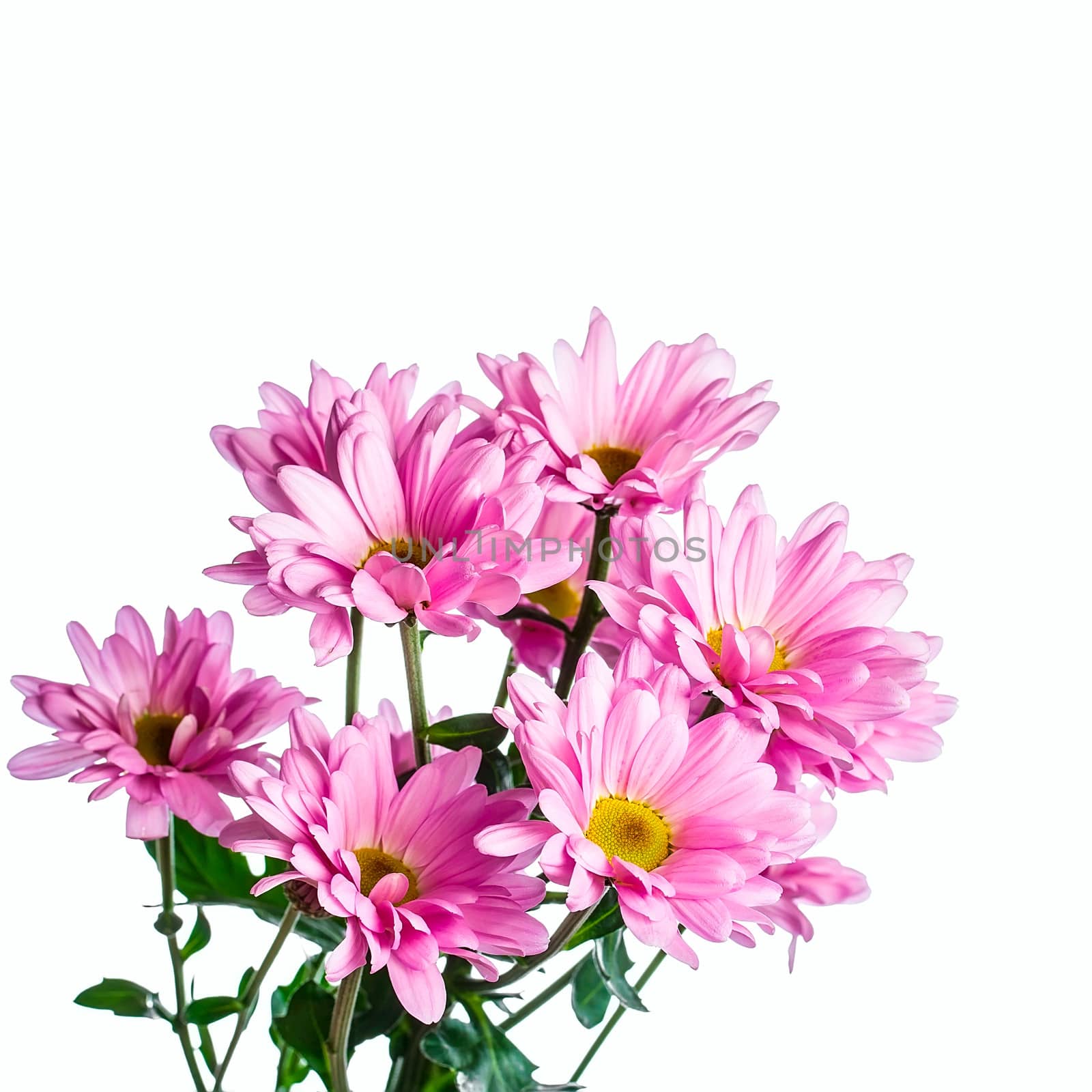 pink chrysanthemum  flower isolated on white background