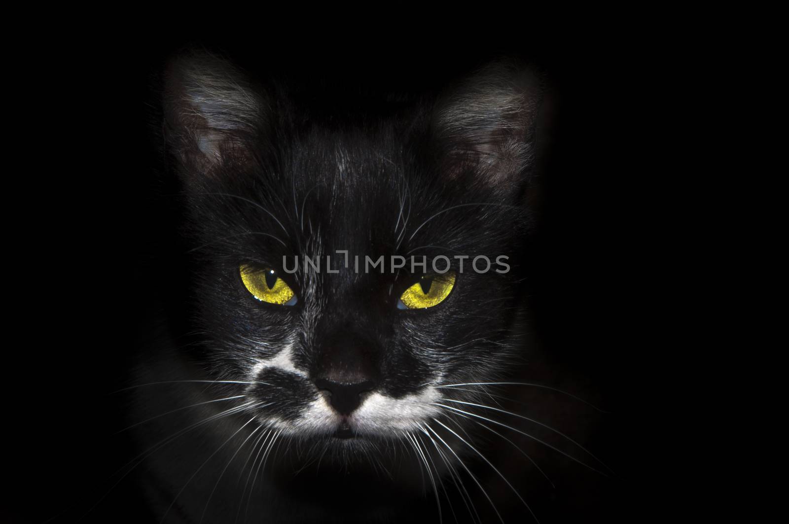 Black cat of brilliant eyes i white moustache on black bottom