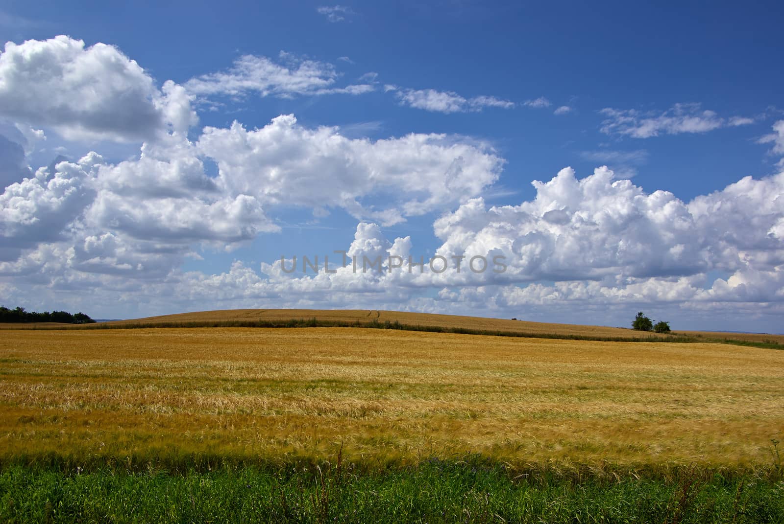Wheat field with beautiful clouds formation agriculture background image