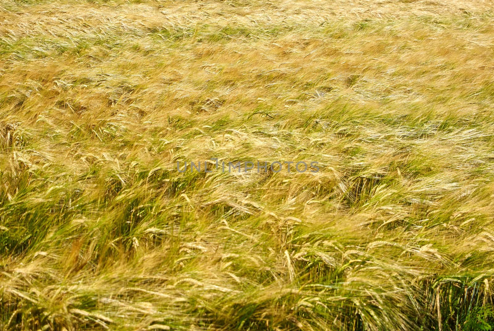 Wheat field perfect agriculture background image