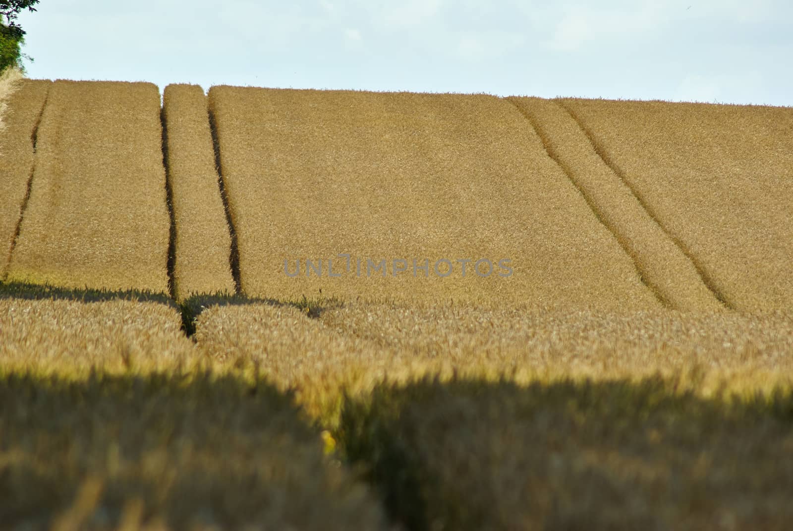Wheat field perfect agriculture background image