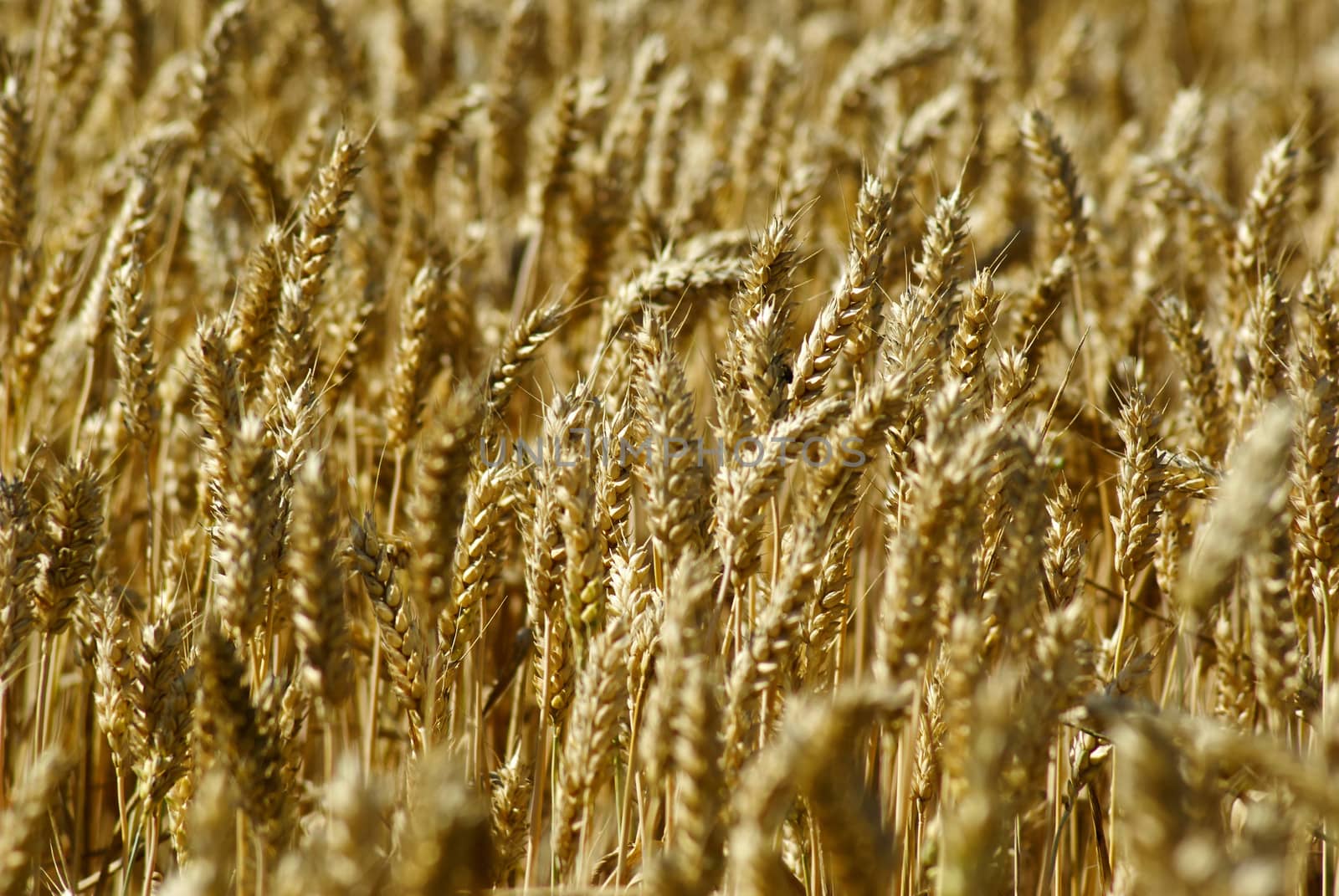 Ripe golden wheat field in a closeup view agriculture background
