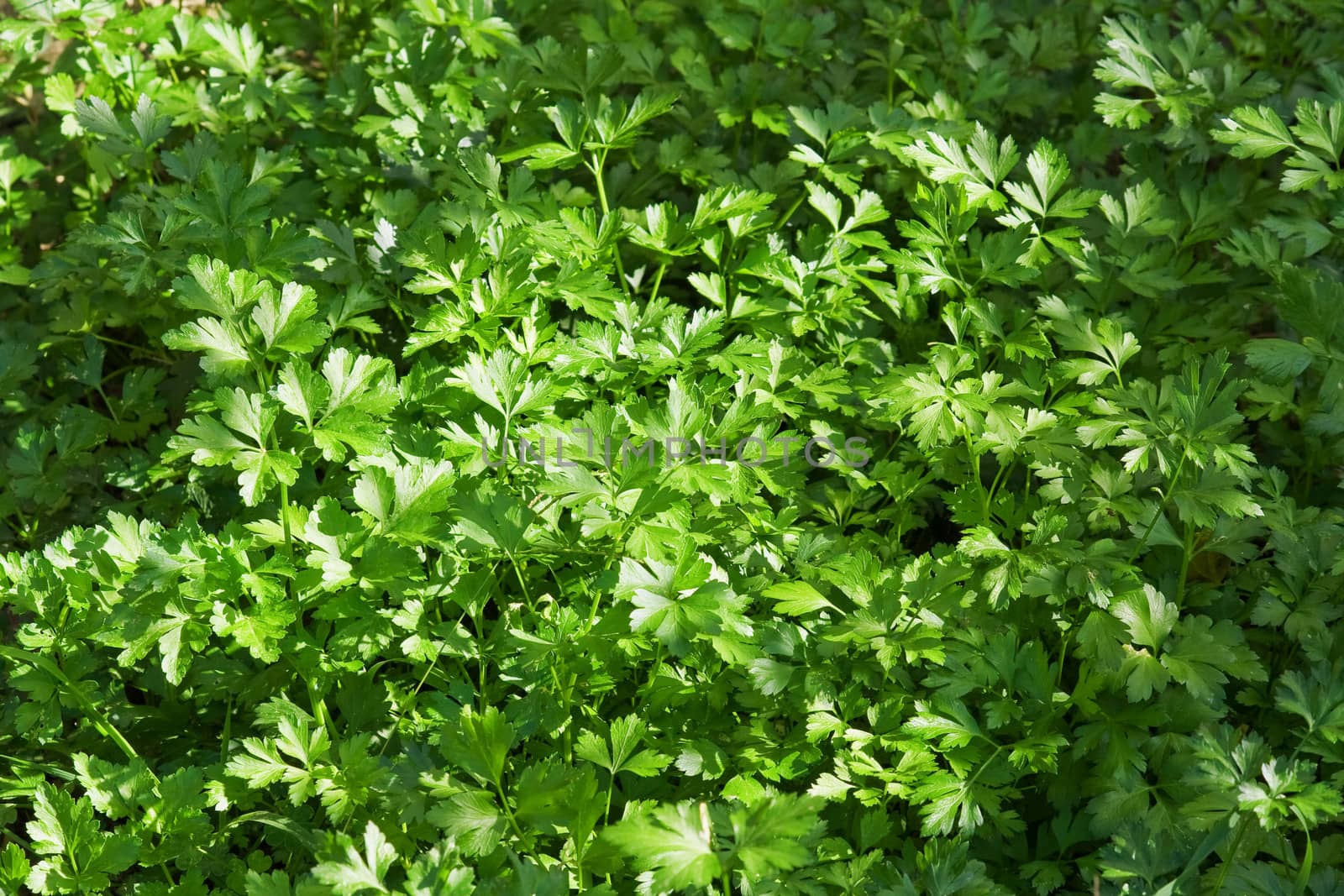 fresh parsley in a biological crop