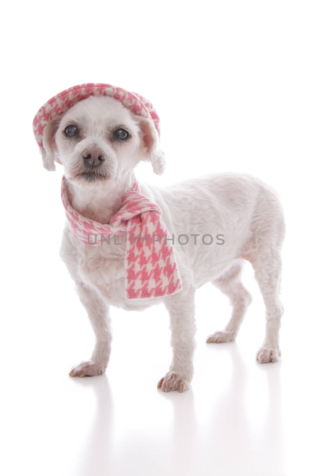 Pretty pet dog wearing a trendy pink houndstooth cap and matching scarf.  White background.