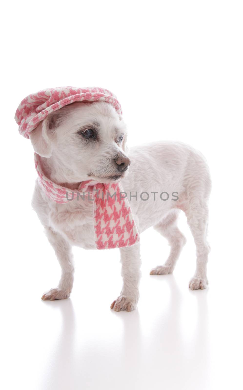 Fashionable pet dog wearing a pink houndstooth winter scarf and matching hat.  White background, 