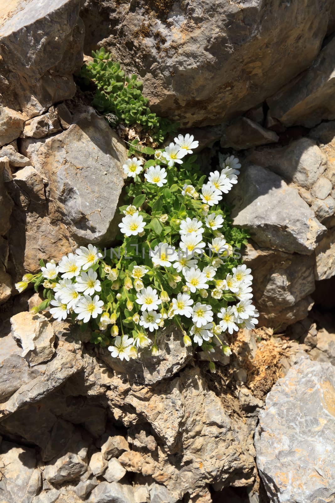 Cerastium uniflorum is a small alpine plant with white flowers that grows on rocks