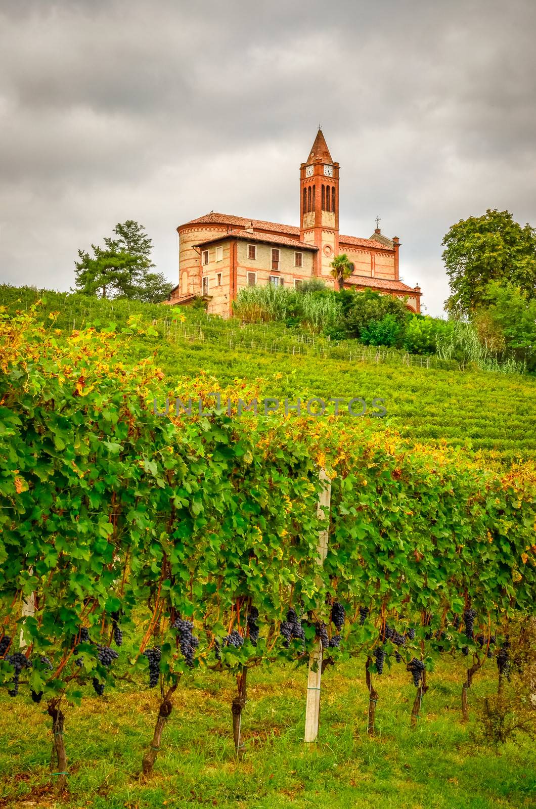 Scenic view of vineyards and old church in Piemont area, La Morra, Italy