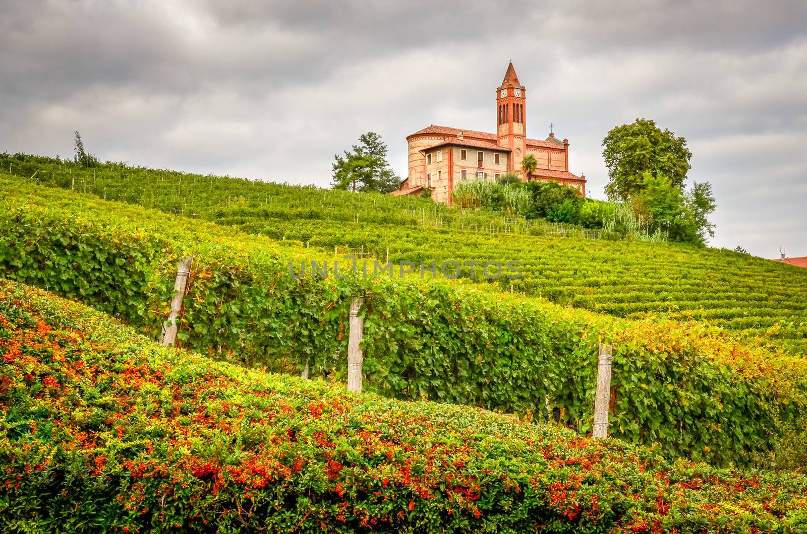 Landscape scenic view of vineyards and old church in Piemont area, Italy