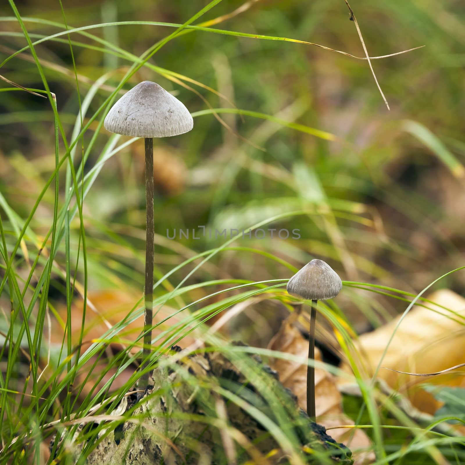 Mycena Mushroom by magann