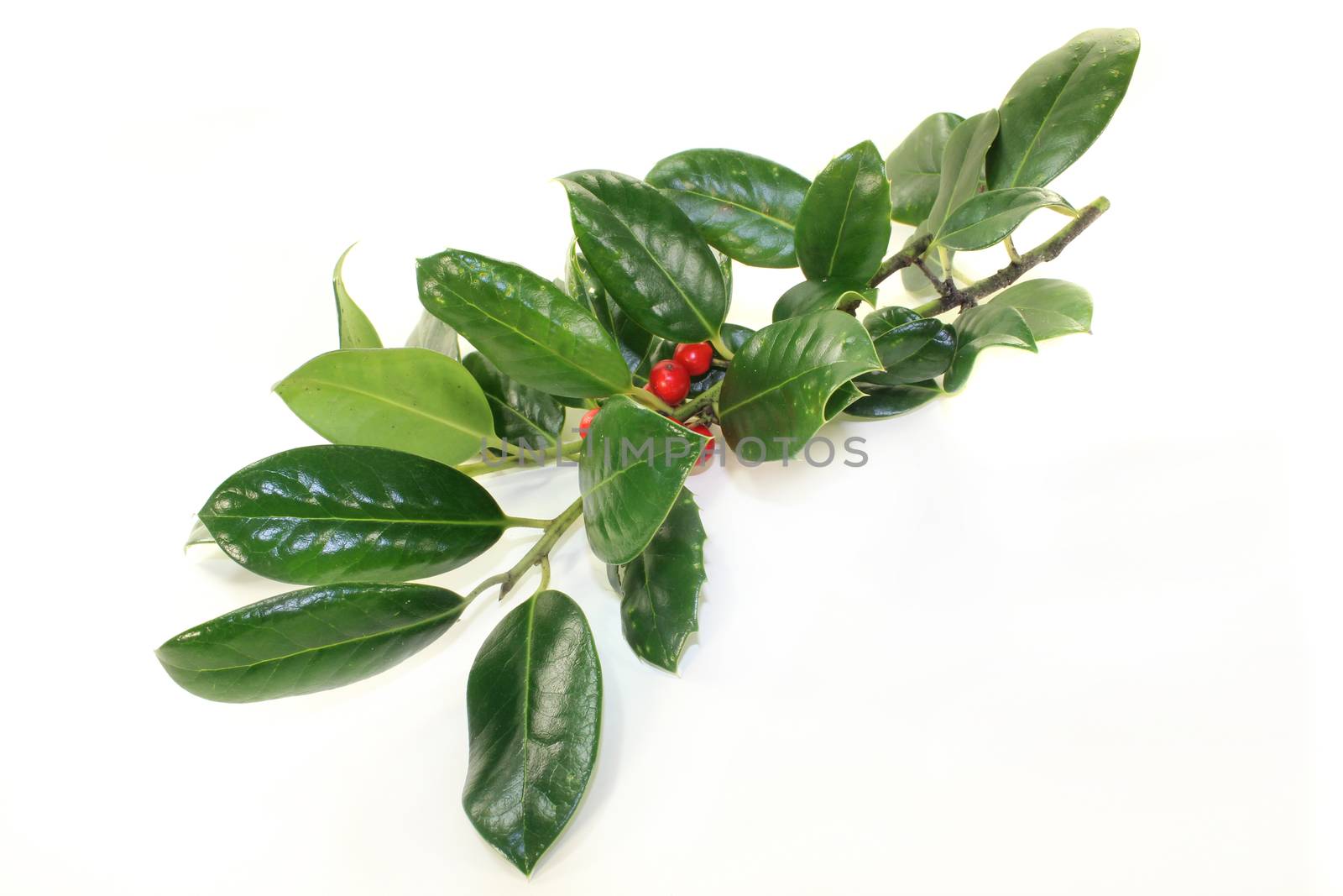 fresh green holly branches against white background