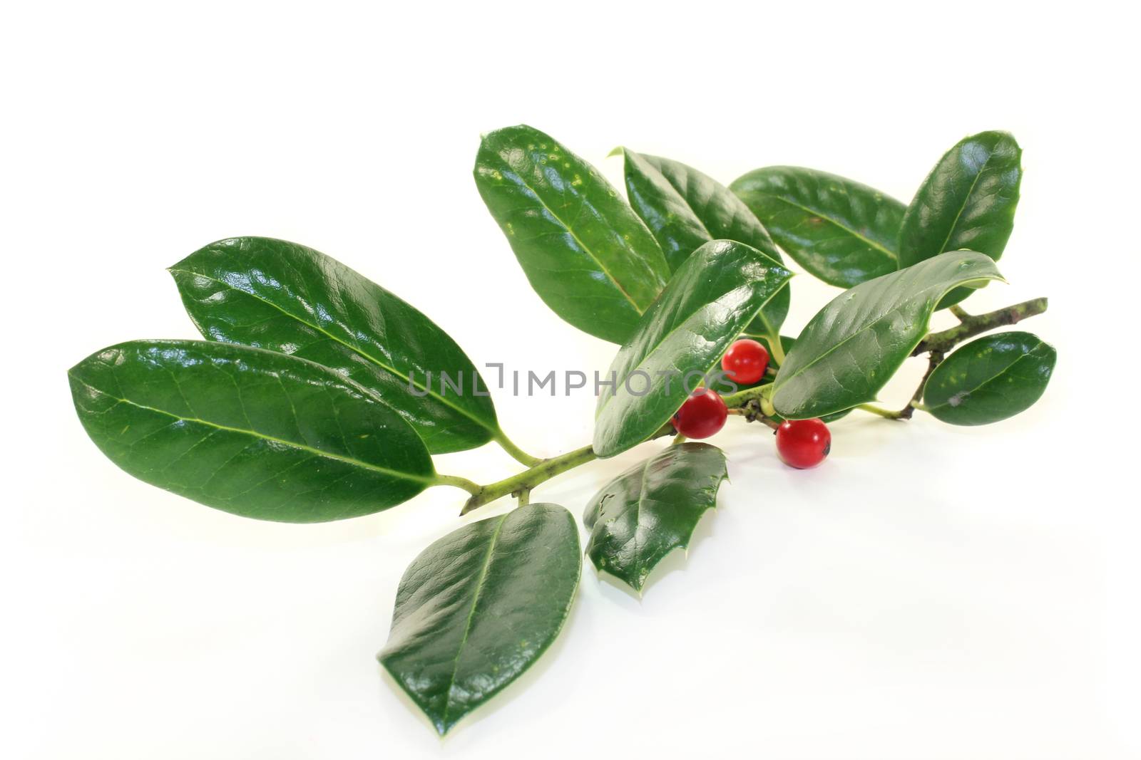 fresh green holly branches against white background