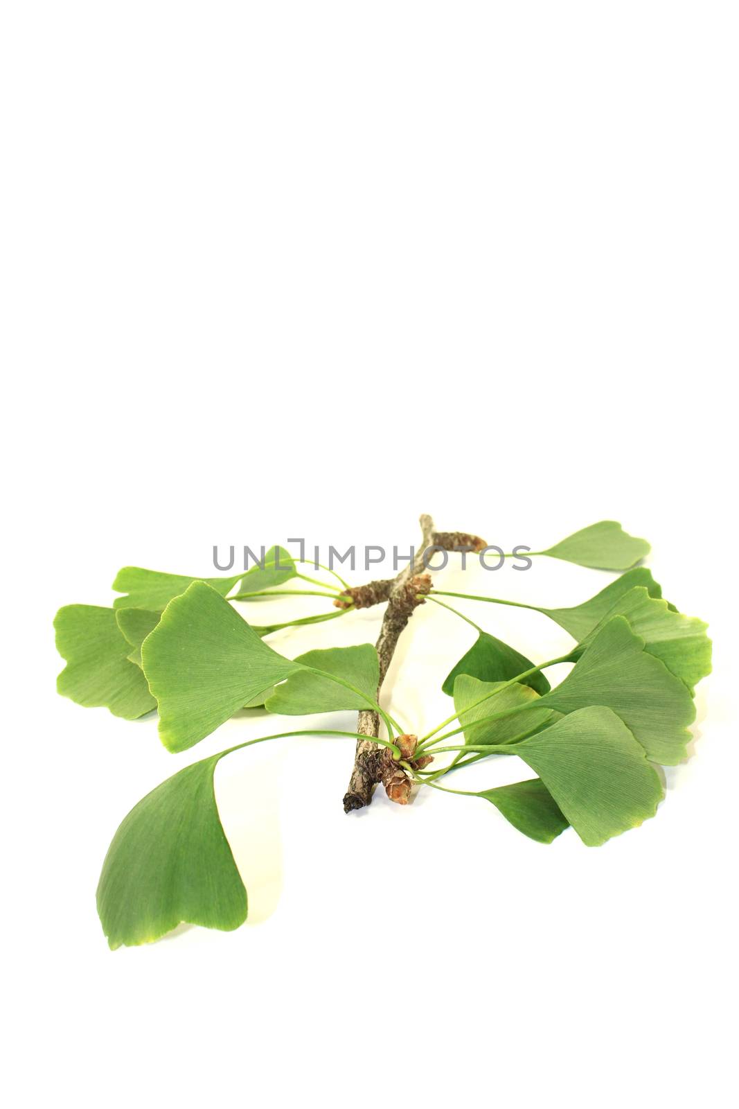 fresh green Ginkgo twig on a bright background