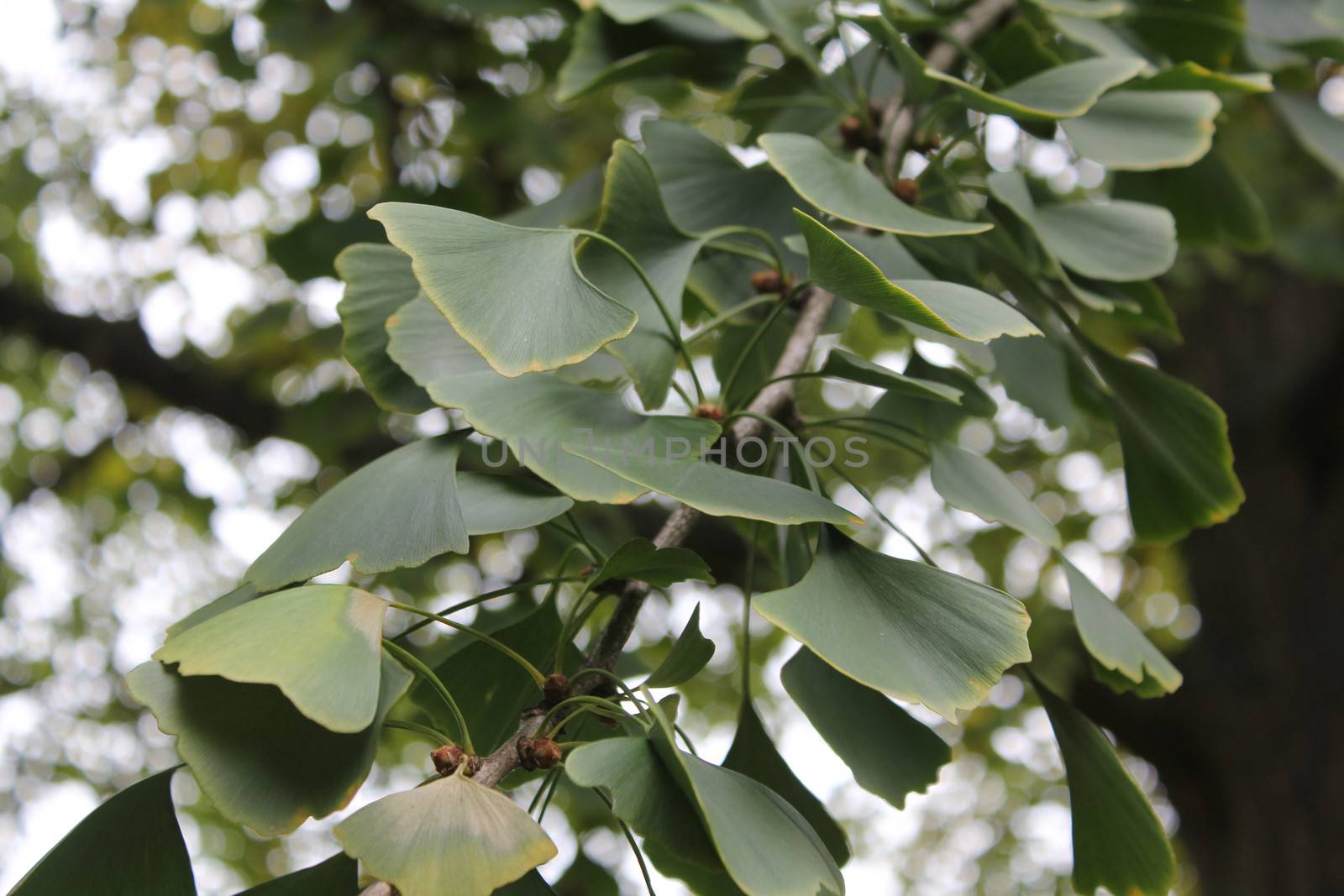 green Ginkgo twig by discovery