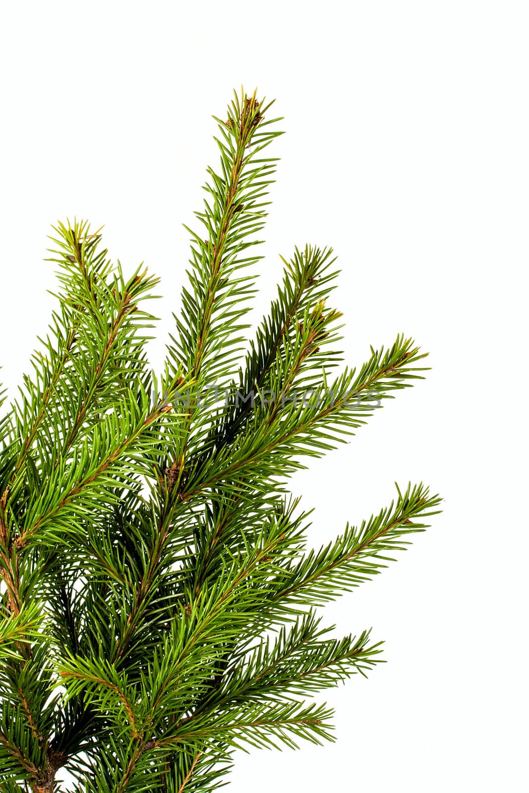 Christmas green spruce branch isolated on white background