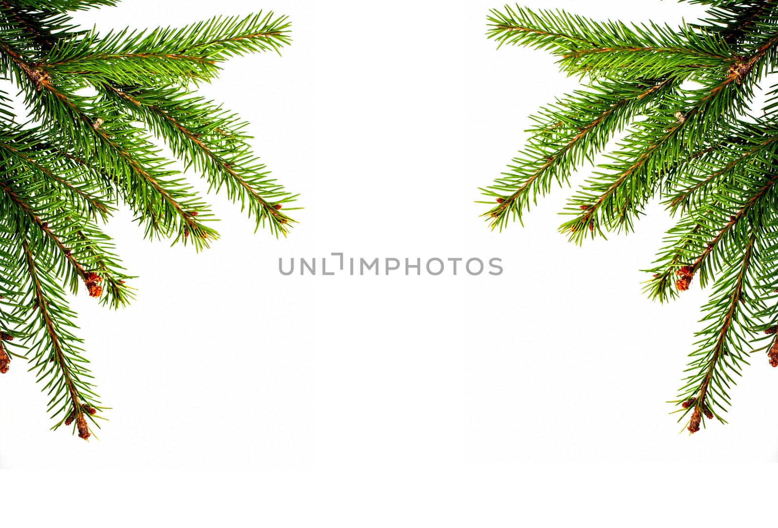 Christmas  spruce branch by Artkot