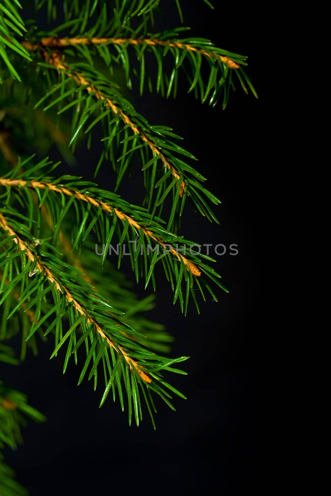 Christmas green spruce branch isolated on black background