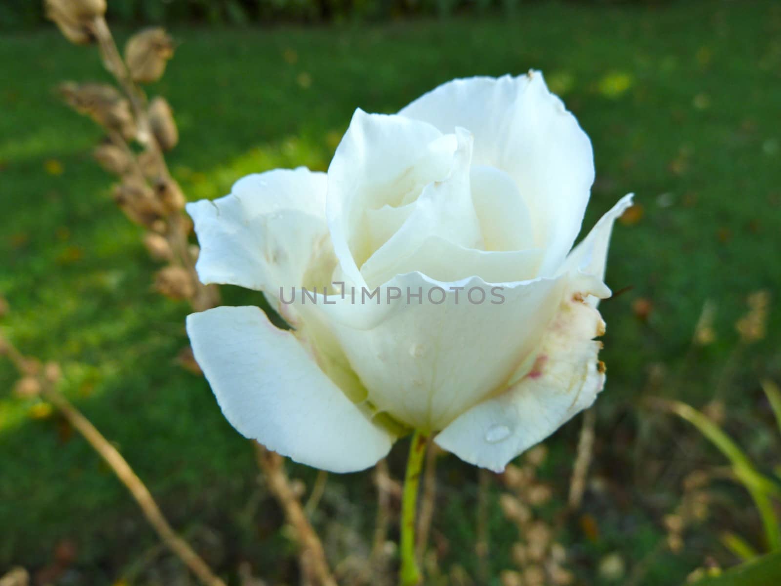 White rose by gazmoi