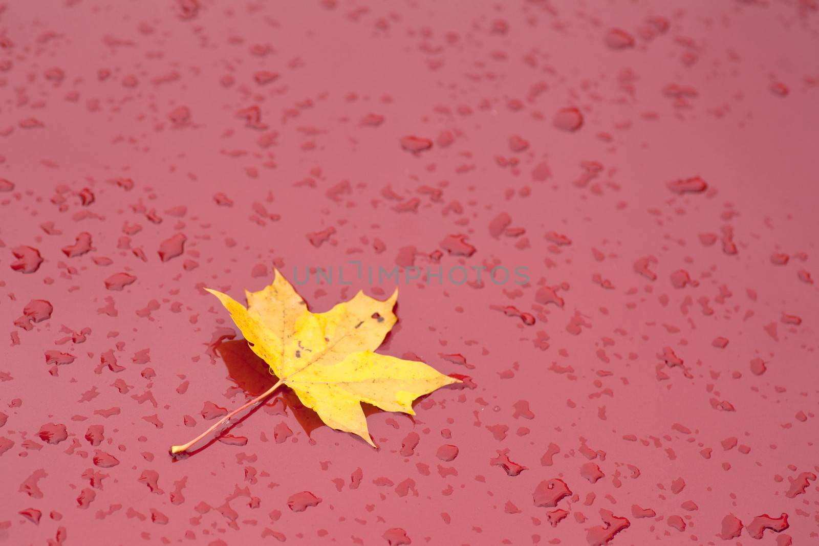 red paint on car with maple leaf and raindrops