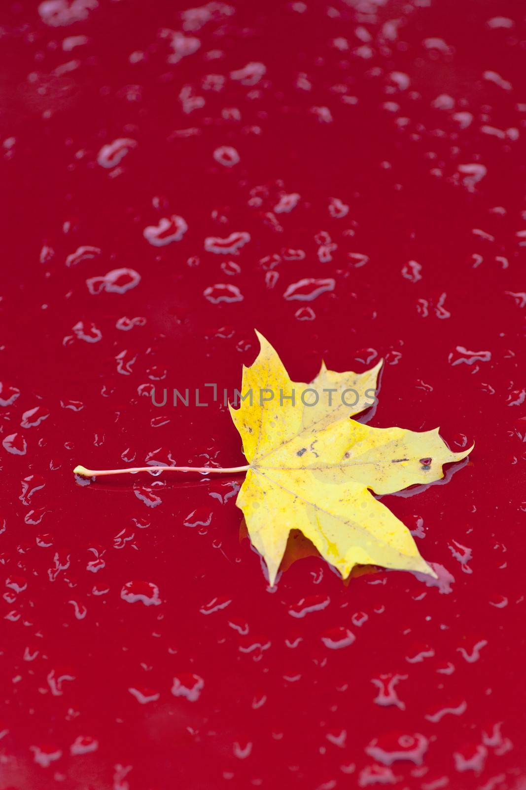 part of red car with autumn leaf by ahavelaar