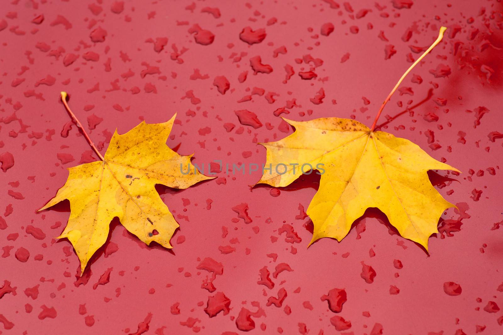 part of red car with raindrops and two leaves by ahavelaar