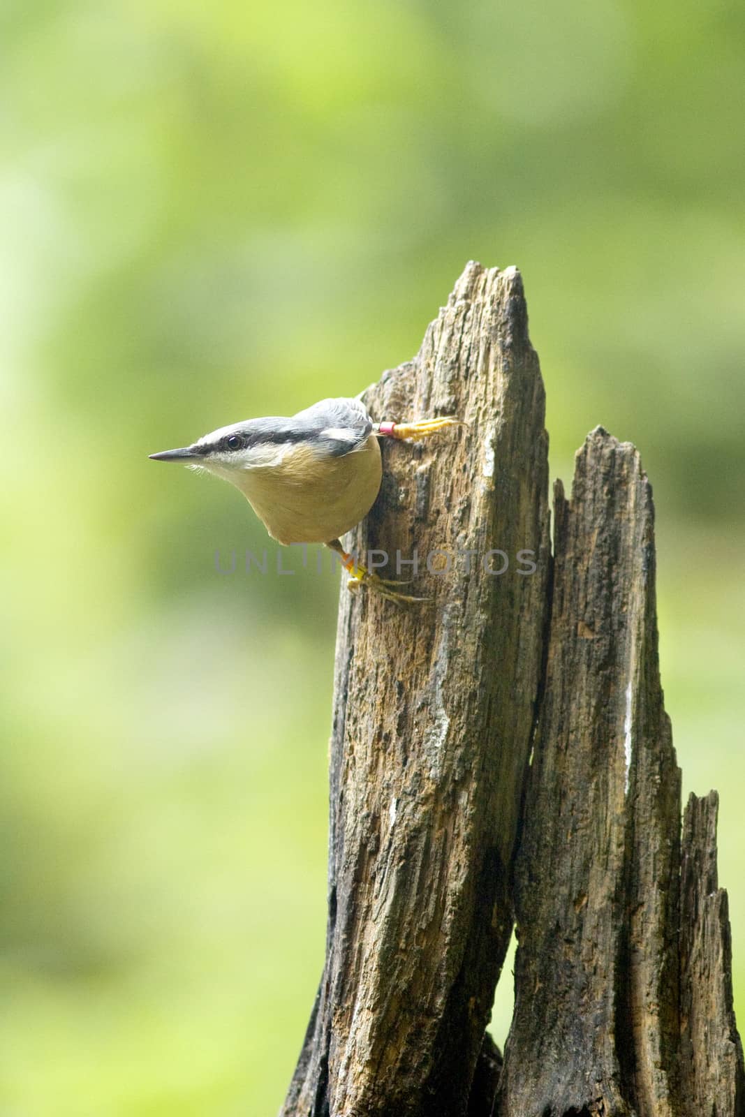 nuthatch on old tree stump against green background