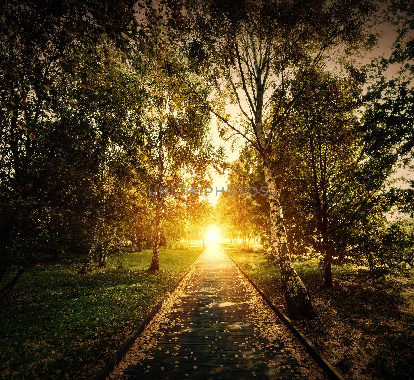 Autumn, fall park. Wooden path towards the sun by photocreo
