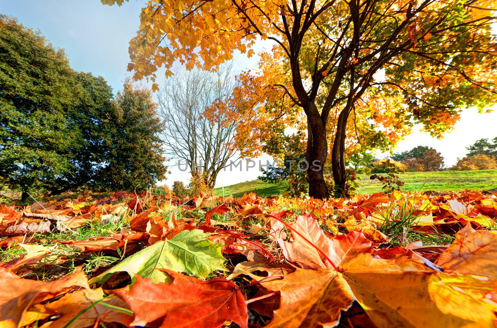 Autumn, fall landscape in park by photocreo