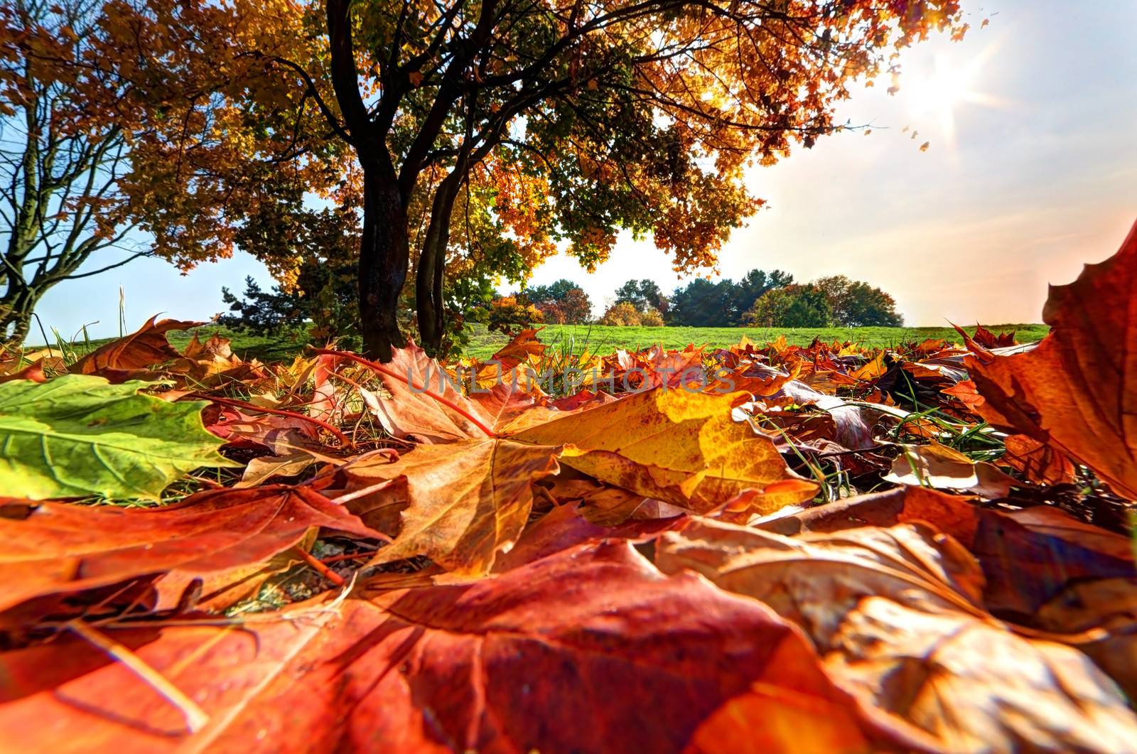 Autumn, fall landscape in park. Colorful leaves, sunny blue sky.