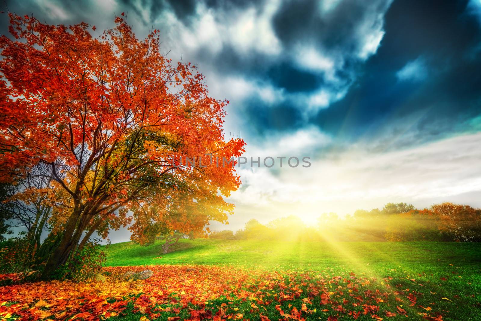 Autumn, fall landscape in park. Colorful leaves, sunny blue sky at sunset