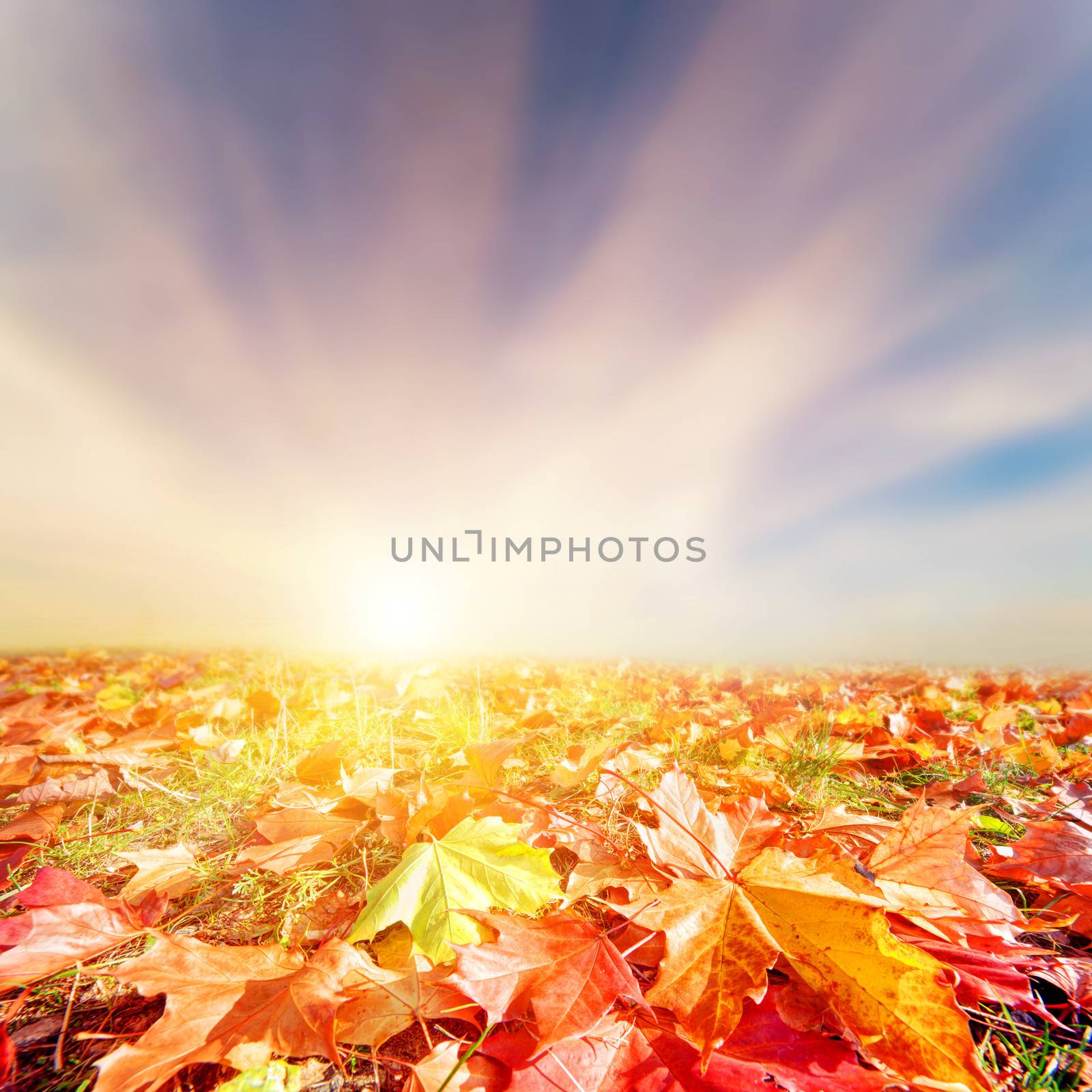 Autumn, fall landscape. Colorful leaves, sunset sky by photocreo