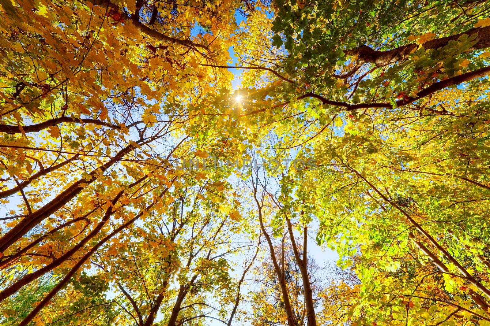 Autumn, fall trees. Sun shining through colorful leaves, blue sky