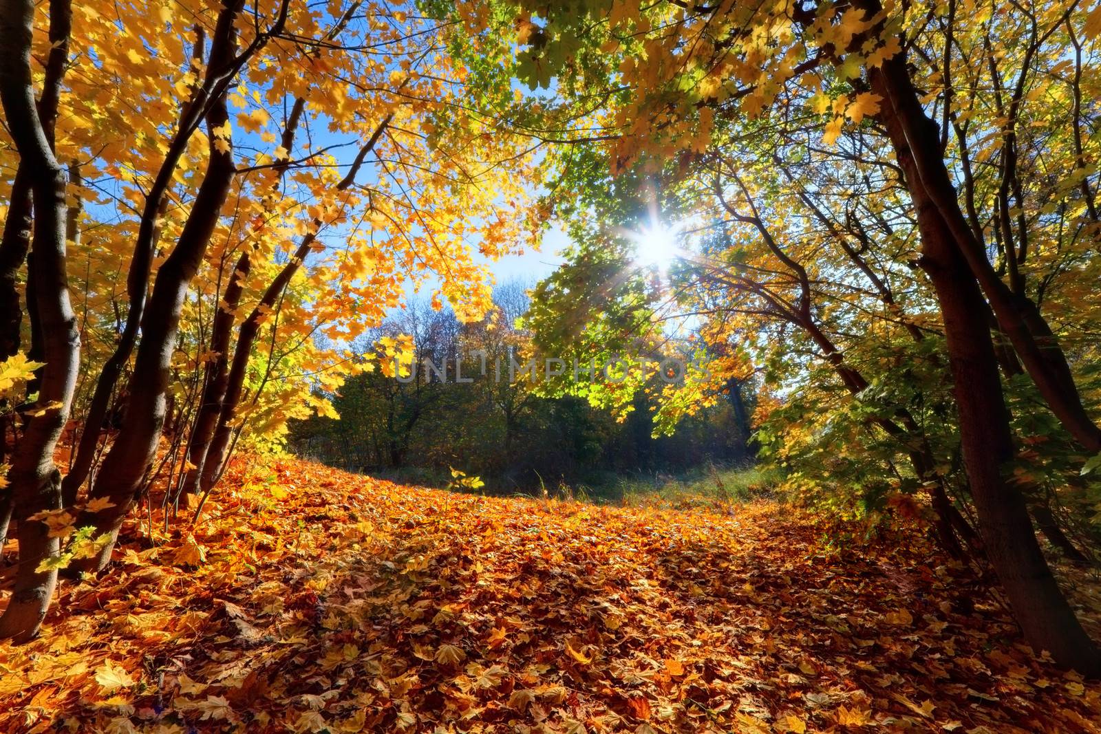 Autumn, fall landscape in forest. Sun shining through colorful leaves, blue sky