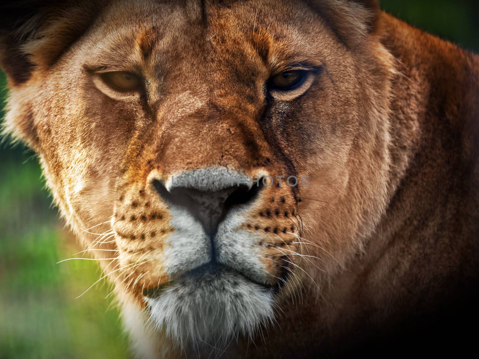 Lioness portrait close-up, front view