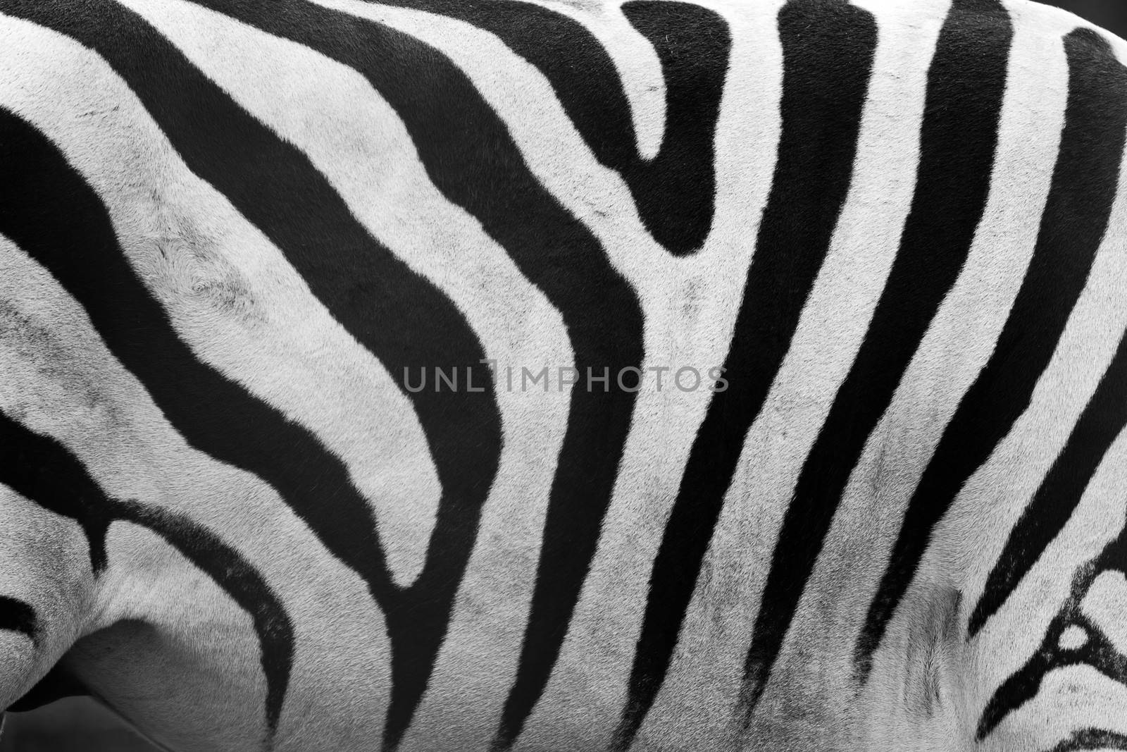 Zebra pattern close-up. Black and white stripes by photocreo