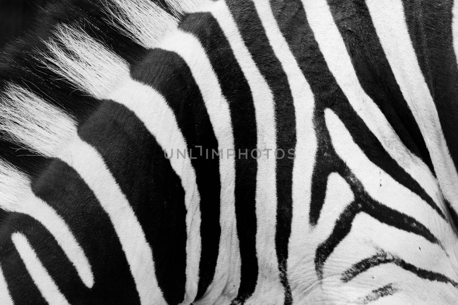Zebra pattern close-up. Black and white stripes by photocreo