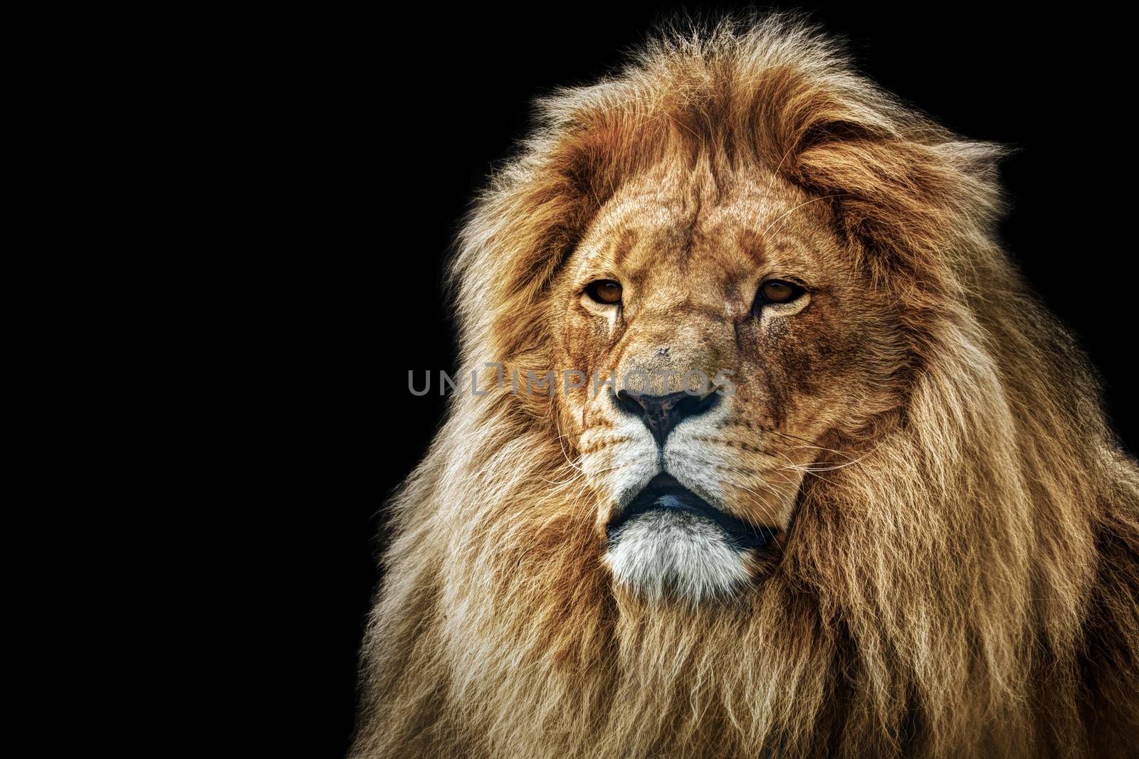 Lion portrait on black background. Big adult lion with rich mane.