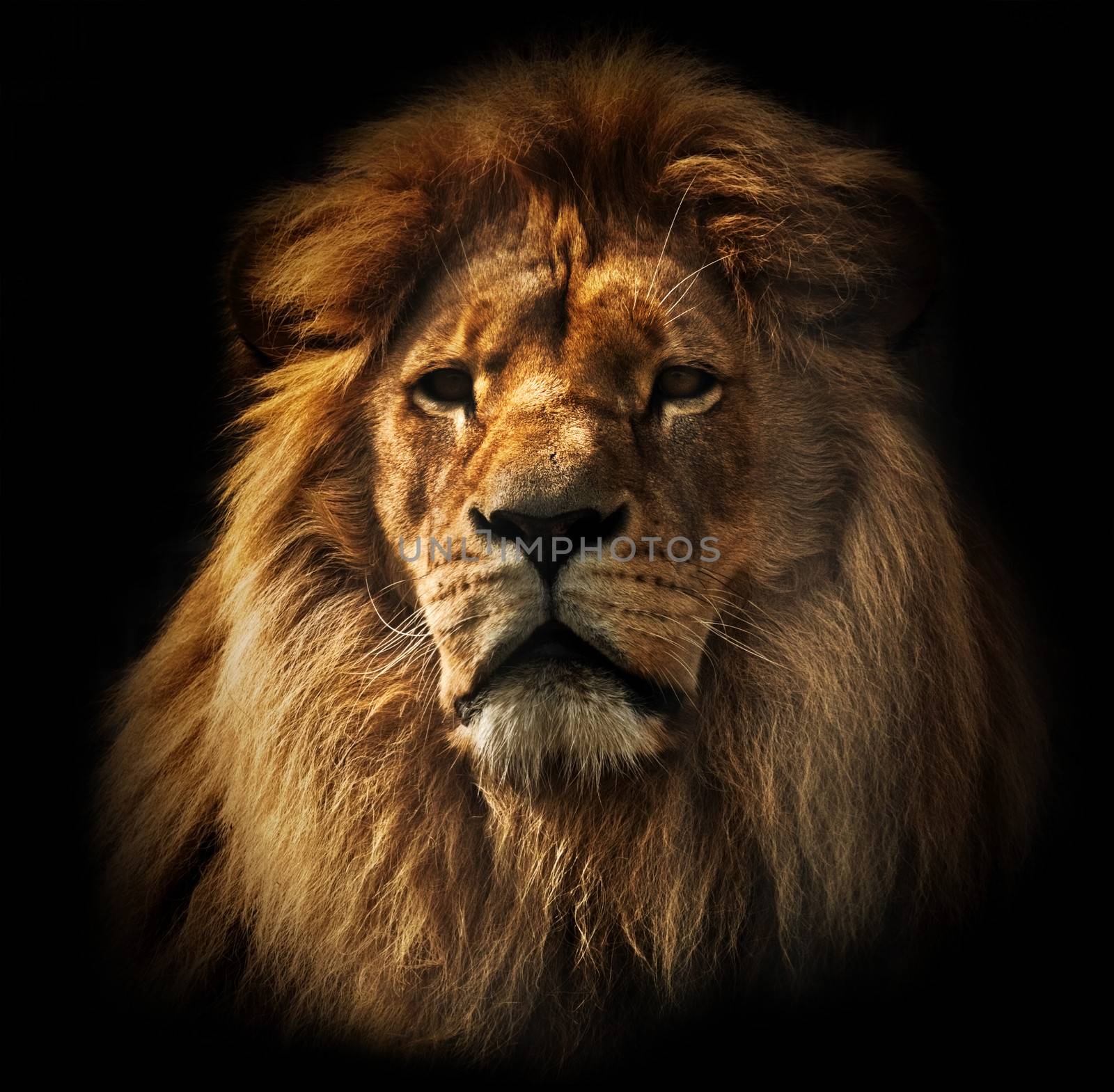 Lion portrait on black background. Big adult lion with rich mane.