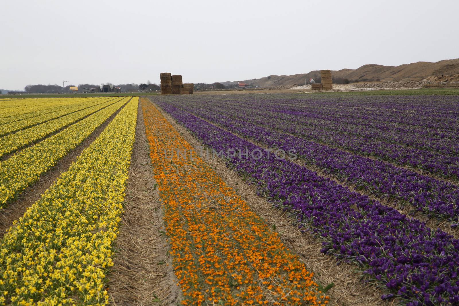 Flower fields in the meadows of Texel