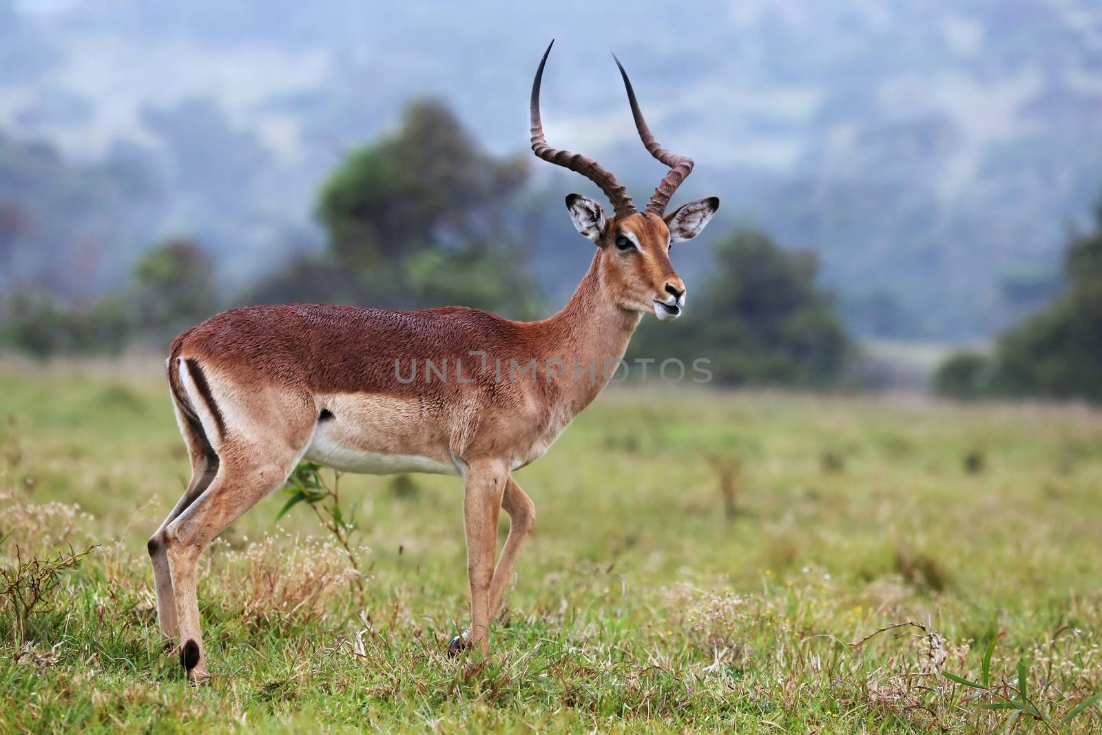 Handsome and alert Impala antelope ram or buck with long horns